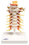 3B Scientific 12-4539 3B Scientific Anatomical Model - Cervical Spinal Column - Includes 3B Smart Anatomy