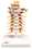 3B Scientific 12-4539 3B Scientific Anatomical Model - Cervical Spinal Column - Includes 3B Smart Anatomy, Price/Each