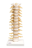 3B Scientific 12-4540 3B Scientific Anatomical Model - Thoracic Spinal Column - Includes 3B Smart Anatomy