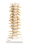 3B Scientific 12-4540 3B Scientific Anatomical Model - Thoracic Spinal Column - Includes 3B Smart Anatomy, Price/Each