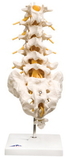 3B Scientific 12-4541 3B Scientific Anatomical Model - Lumbar Spinal Column - Includes 3B Smart Anatomy