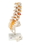 3B Scientific 12-4543 3B Scientific Anatomical Model - Lumbar Spinal Column With Dorso-Lateral Prolapsed Disc - Includes 3B Smart Anatomy, Price/Each