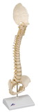 3B Scientific 12-4545 3B Scientific Anatomical Model - pediatric spine (BONElike) - Includes 3B Smart Anatomy