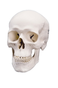 3B Scientific 12-4547 3B Scientific Anatomical Model - Classic Skull, 3 Part - Includes 3B Smart Anatomy