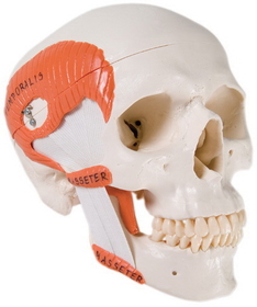 3B Scientific 12-4548 3B Scientific Anatomical Model - Functional Skull, 2 Part With Masticator Muscles - Includes 3B Smart Anatomy