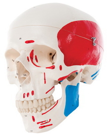3B Scientific 12-4549 3B Scientific Anatomical Model - Classic Skull, 3-Part Painted - Includes 3B Smart Anatomy