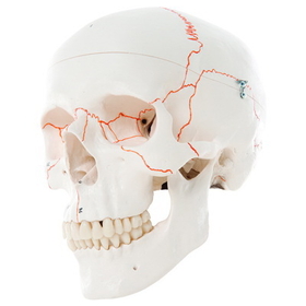 3B Scientific 12-4550 3B Scientific Anatomical Model - Classic Skull, 3-Part Numbered - Includes 3B Smart Anatomy