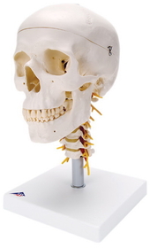 3B Scientific 12-4551 3B Scientific Anatomical Model - Classic Skull, 4 Part, On Cervical Spine - Includes 3B Smart Anatomy