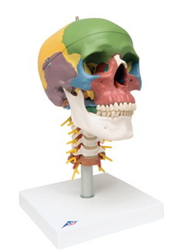 3B Scientific 12-4552 3B Scientific Anatomical Model - Didactic Skull, 4 Part, On Cervical Spine - Includes 3B Smart Anatomy