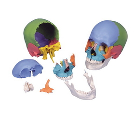 3B Scientific 12-4553 3B Scientific Anatomical Model - Didactic Skull, Beauchene 22-Part - Includes 3B Smart Anatomy