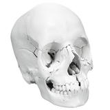 3B Scientific 12-4554 3B Scientific Anatomical Model - Anatomical Skull, Beauchene 22-Part - Includes 3B Smart Anatomy