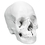 3B Scientific 12-4554 3B Scientific Anatomical Model - Anatomical Skull, Beauchene 22-Part - Includes 3B Smart Anatomy, Price/Each