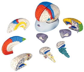 3B Scientific 12-4560 3B Scientific Anatomical Model - Deluxe Brain Neuro-Anatomical, 8-Part - Includes 3B Smart Anatomy