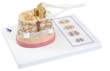 3B Scientific 12-4561 3B Scientific Anatomical Model - Spinal Cord With Nerve Branches - Includes 3B Smart Anatomy