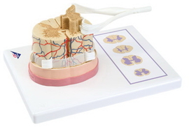 3B Scientific 12-4561 3B Scientific Anatomical Model - Spinal Cord With Nerve Branches - Includes 3B Smart Anatomy