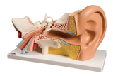 3B Scientific 12-4566 3B Scientific Anatomical Model - Ear, 4-Part (3X Size) - Includes 3B Smart Anatomy