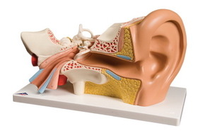 Anatomical model: ear