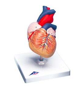3B Scientific 12-4567 3B Scientific Anatomical Model - Heart, 2-Part - Includes 3B Smart Anatomy