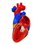 3B Scientific 12-4568 3B Scientific Anatomical Model - Heart With Bypass, 2-Part - Includes 3B Smart Anatomy, Price/Each