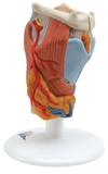 3B Scientific 12-4571 3B Scientific Anatomical Model - Larynx, 2-Part - Includes 3B Smart Anatomy