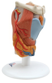 3B Scientific 12-4571 3B Scientific Anatomical Model - Larynx, 2-Part - Includes 3B Smart Anatomy