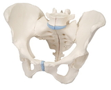 3B Scientific 12-4572 3B Scientific Anatomical Model - Female Pelvis, 3-Part - Includes 3B Smart Anatomy