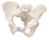 Anatomical Model 12-4578 3B Scientific Anatomical Model - Female Pelvis, 2 Part - Includes 3B Smart Anatomy, Price/Each