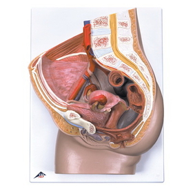 Anatomical Model 12-4573 3B Scientific Anatomical Model - Female Pelvis With Ligaments, 3 Part - Includes 3B Smart Anatomy
