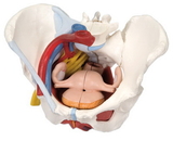 3B Scientific 12-4575 3B Scientific Anatomical Model - Female Pelvis, 6-Part With Ligaments - Includes 3B Smart Anatomy