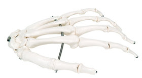 3B Scientific 12-4580L 3B Scientific Anatomical Model - Loose Bones, Hand Skeleton (Wire) - Includes 3B Smart Anatomy