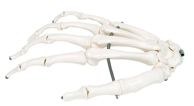 3B Scientific 12-4580R 3B Scientific Anatomical Model - Loose Bones, Hand Skeleton (Wire) - Includes 3B Smart Anatomy