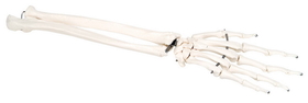 3B Scientific 12-4581L 3B Scientific Anatomical Model - Loose Bones, Hand Skeleton With Ulna And Radius (Wire) - Includes 3B Smart Anatomy