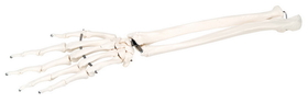 3B Scientific 12-4581R 3B Scientific Anatomical Model - Loose Bones, Hand Skeleton With Ulna And Radius (Wire) - Includes 3B Smart Anatomy