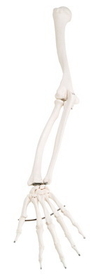 3B Scientific 12-4582L 3B Scientific Anatomical Model - Loose Bones, Arm Skeleton (Wire) - Includes 3B Smart Anatomy