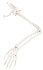 3B Scientific 12-4583L 3B Scientific Anatomical Model - Loose Bones, Arm Skeleton With Scapula And Clavicle (Wire) - Includes 3B Smart Anatomy