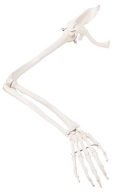 3B Scientific 12-4583R 3B Scientific Anatomical Model - Loose Bones, Arm Skeleton With Scapula And Clavicle (Wire) - Includes 3B Smart Anatomy