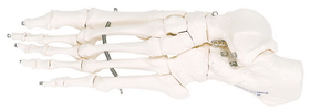 3B Scientific 12-4584L 3B Scientific Anatomical Model - Loose Bones, Foot Skeleton (Wire) - Includes 3B Smart Anatomy