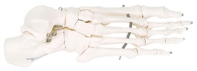 3B Scientific 12-4584R 3B Scientific Anatomical Model - Loose Bones, Foot Skeleton (Wire) - Includes 3B Smart Anatomy