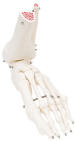 3B Scientific 12-4585R 3B Scientific Anatomical Model - Loose Bones, Foot Skeleton With Ankle (Wire) - Includes 3B Smart Anatomy