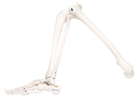 3B Scientific 12-4586R 3B Scientific Anatomical Model - Loose Bones, Leg Skeleton (Wire) - Includes 3B Smart Anatomy