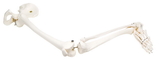3B Scientific 12-4587L 3B Scientific Anatomical Model - Loose Bones, Leg Skeleton With Hip (Wire) - Includes 3B Smart Anatomy