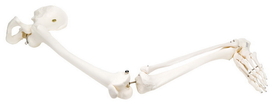 3B Scientific 12-4587L 3B Scientific Anatomical Model - Loose Bones, Leg Skeleton With Hip (Wire) - Includes 3B Smart Anatomy