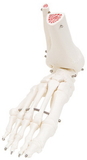 3B Scientific 12-4587R 3B Scientific Anatomical Model - Loose Bones, Leg Skeleton With Hip (Wire) - Includes 3B Smart Anatomy