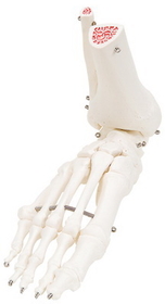 3B Scientific 12-4587R 3B Scientific Anatomical Model - Loose Bones, Leg Skeleton With Hip (Wire) - Includes 3B Smart Anatomy