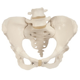 Anatomical Model 12-4592 3B Scientific Anatomical Model - Pelvic Skeleton, Female, With Movable Femur Heads - Includes 3B Smart Anatomy