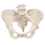Anatomical Model 12-4592 3B Scientific Anatomical Model - Pelvic Skeleton, Female, With Movable Femur Heads - Includes 3B Smart Anatomy, Price/Each