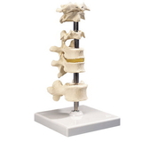 Anatomical Model 12-4593 3B Scientific Anatomical Model - 6 Mounted Vertebrae With Removable Stand - Includes 3B Smart Anatomy