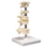 Anatomical Model 12-4594 3B Scientific Anatomical Model - 5 Mounted Vertebrae With Removable Stand - Includes 3B Smart Anatomy, Price/Each
