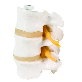 Anatomical Model 12-4596 3B Scientific Anatomical Model - 3 Lumbar Vertebrae, Flexibly Mounted - Includes 3B Smart Anatomy