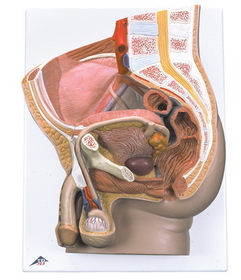 Anatomical Model 12-4597 3B Scientific Anatomical Model - Male Pelvis, 2 Part - Includes 3B Smart Anatomy